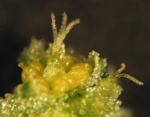 mikroskopický snímek květu merlíku