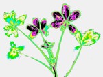 Příjem jedovatého kovu kadmia rostlinou bobu. Umělé barvy, nejvyšší obsah kovu značí fialová a černá. Kadmium se nejvíce hromadí v mladých listech. Foto doktor Petr Soudek.