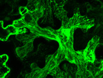 buňky huseníčku, snímek z konfokálního mikroskopu
