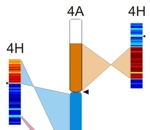 Struktura pšeničného chromozómu 4A porovnaná se strukturou ječmenových chromozómů 4H, 5H a 7H.