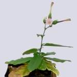 rostlina tabáku s výrazně sníženou hladinou cytokininů