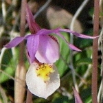 Calypso borealis, vzácná orchidej ze severských lesů Evropy a Ameriky