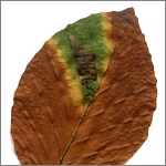 podzimní listy buku se zelenými skvrnami
