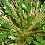Thellungiella halophila. Tato bylina se používá při výzkumu odolnosti rostlin proti stresům, hlavně proti zasolení půdy. 