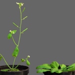 Rostliny huseníčku. Rostlina vlevo má ve své genetické informaci gen z merlíku, který urychluje kvetení.
