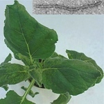 Tabák Nicotiana benthamiana infikovaný X virem bramboru. Snímek viru je vložen vpravo nahoře.